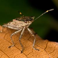 Shieldbug - Troilus luridus (2) 